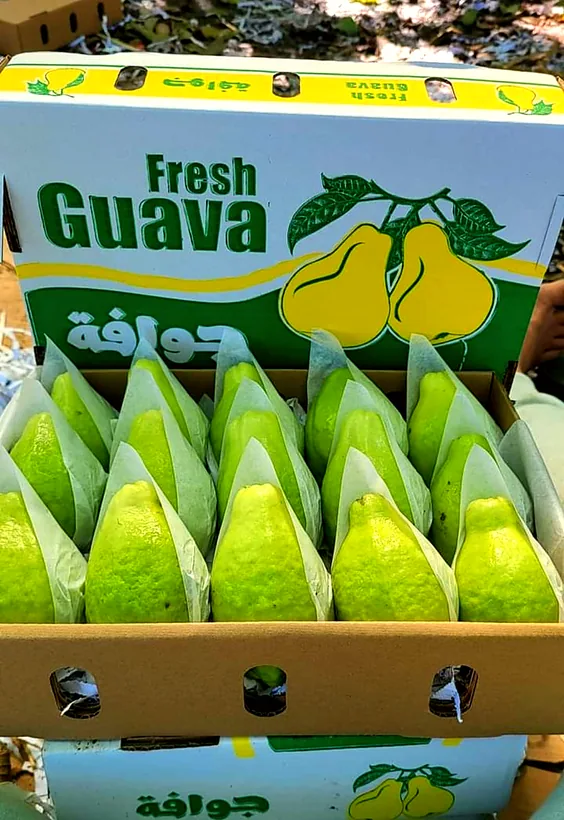 Box of fresh guava, each fruit individually wrapped